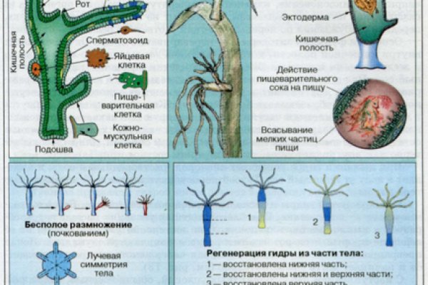 Сайт кракен тор браузера